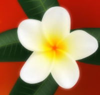 Well Retreat - Day Spa and Teahouse - Accommodation Rockhampton