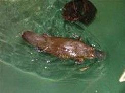 Platypus House - Accommodation Rockhampton 0