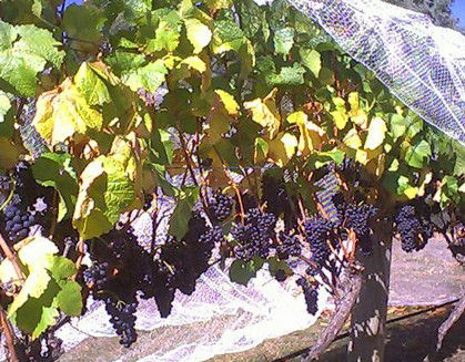 Palmara Vineyard - Accommodation Rockhampton 0