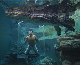 Crocosaurus Cove - Accommodation Rockhampton 0