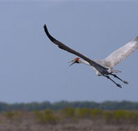 Gayngaru Wetlands Interpretive Walk - Accommodation Rockhampton