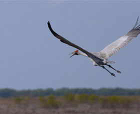 Gayngaru Wetlands Interpretive Walk - Accommodation Rockhampton 0