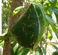 Greenant Creek Walk - Accommodation Rockhampton