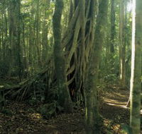 Lamington National Park Binna Burra Section - Accommodation Rockhampton