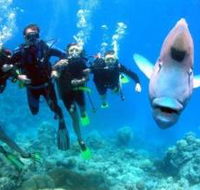 Jew Shoal Dive Site - Accommodation Rockhampton