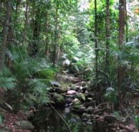 Mossman Gorge Rainforest Circuit Track Daintree National Park - Accommodation Rockhampton
