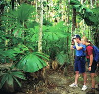 Mount Sorrow Ridge Trail Daintree National Park - Accommodation Rockhampton