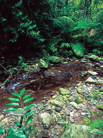 Wompoo Walk - Accommodation Rockhampton 0