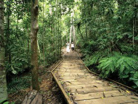 Lake Barrine Circuit Track, Crater Lakes National Park - Accommodation Rockhampton 0