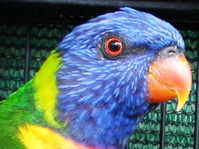 Fraser Coast Wildlife Sanctuary - Accommodation Rockhampton 0