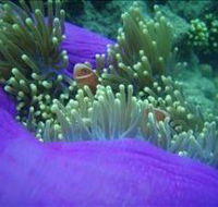 The Lady Bowen Dive Site - Accommodation Rockhampton