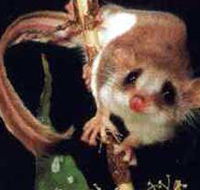 Carrowong Fauna Sanctuary - Accommodation Rockhampton
