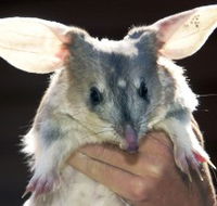 Charleville - Bilby Experience - Accommodation Rockhampton
