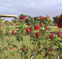 Elizabeth Park Rose Gardens - Accommodation Rockhampton