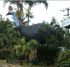 The Big Cassowary - Accommodation Rockhampton