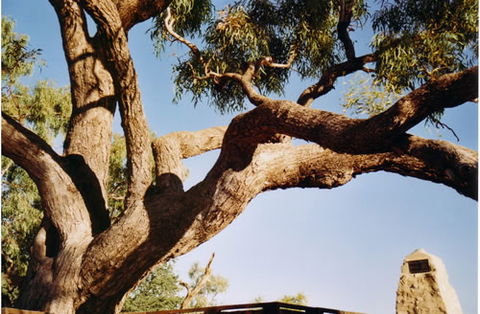 Burke And Wills Dig Tree - Accommodation Rockhampton 1