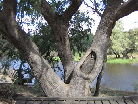 Burke And Wills Dig Tree - Accommodation Rockhampton 2