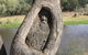 Burke And Wills Dig Tree - thumb 3