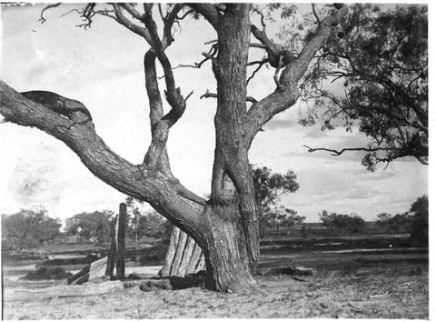 Burke And Wills Dig Tree - Accommodation Rockhampton 5