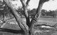 Burke And Wills Dig Tree - thumb 6