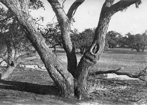 Burke And Wills Dig Tree - Accommodation Rockhampton 6