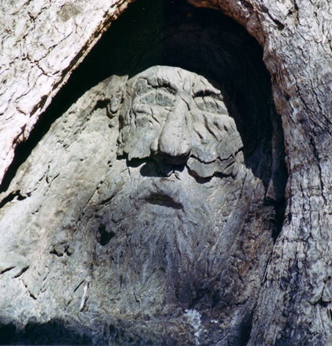 Burke And Wills Dig Tree - Accommodation Rockhampton 7