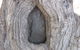Burke And Wills Dig Tree - thumb 10