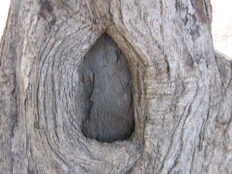Burke And Wills Dig Tree - Accommodation Rockhampton 10