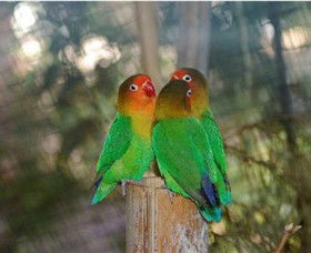 Ballarat Bird World - Accommodation Rockhampton 0