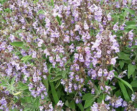 Otway Herbs - Accommodation Rockhampton 0