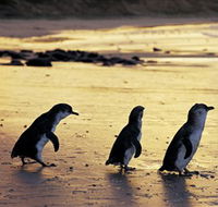 Phillip Island Nature Park - Accommodation Rockhampton