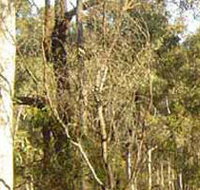 Warby-Ovens National Park - Accommodation Rockhampton