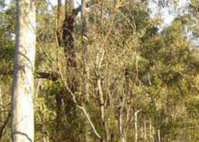 Warby-Ovens National Park - Accommodation Rockhampton 0