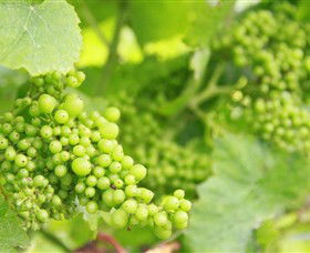 Waratah Hills Vineyard - Accommodation Rockhampton 0