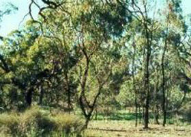 Leaghur State Park - Accommodation Rockhampton 0