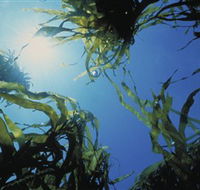 Marengo Reefs Marine Sanctuary - Accommodation Rockhampton
