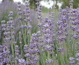 Warratina Lavender Farm - Accommodation Rockhampton 0