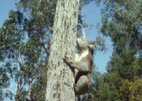 Creswick Regional Park - Accommodation Rockhampton 0