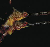 Eagle Rock Marine Sanctuary - Accommodation Rockhampton