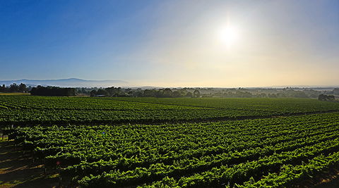 GREENSTONE VINEYARDS - Accommodation Rockhampton 0