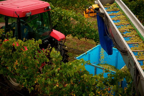 GREENSTONE VINEYARDS - Accommodation Rockhampton 3