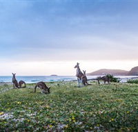 Pebbly Beach - Accommodation Rockhampton