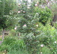Tombstone Estate Vineyard - Accommodation Rockhampton