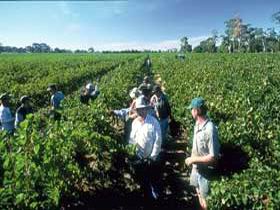 Padthaway Estate Winery - Accommodation Rockhampton 1