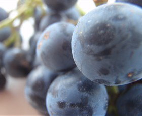 Cannibal Creek Vineyard - Accommodation Rockhampton 2