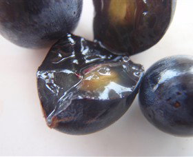 Cannibal Creek Vineyard - Accommodation Rockhampton 5