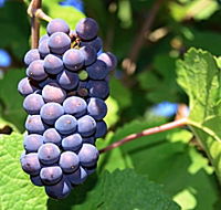 Tinderbox Vineyard - Accommodation Rockhampton