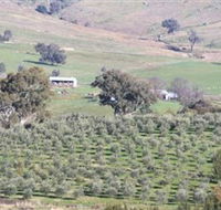 Wymah Organic Olives and Lambs - Accommodation Rockhampton