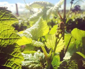 Punt Road Winery - Accommodation Rockhampton 0