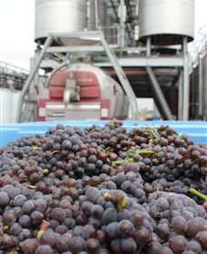 Punt Road Winery - Accommodation Rockhampton 4